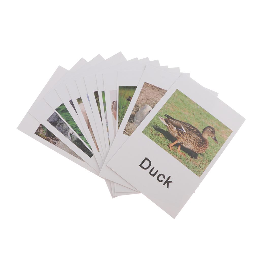 Animal Model Card Set Montesso - Kids Toys In Store recensie en prijs