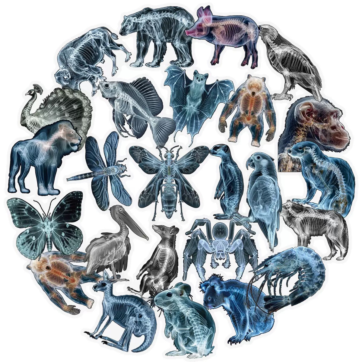 10/56pcs Animal Skeleton Stick - Kids Xray Toys recensie en prijs